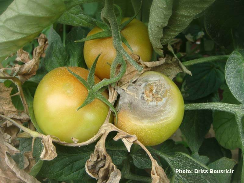 Podredumbre gris en tomate | idMicrobe