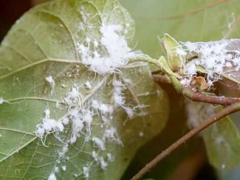 Mealybugs on ornamental plants | idMicrobe