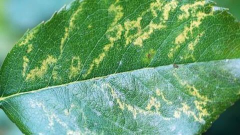 Mosaico o moteado del rosal en Rosal: Cómo se reconoce y se trata eficazmente