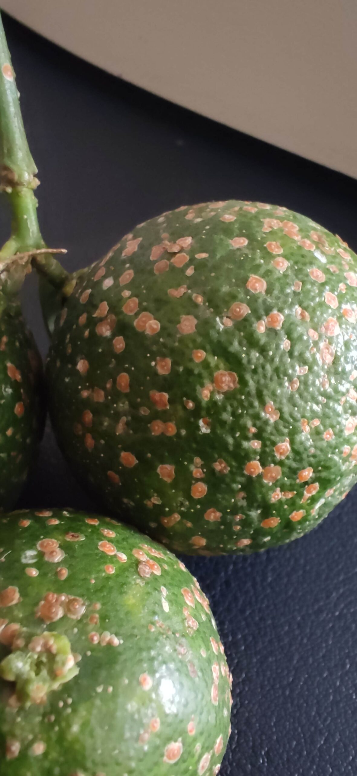 Fruit scale insects: How to recognize and effectively treat them