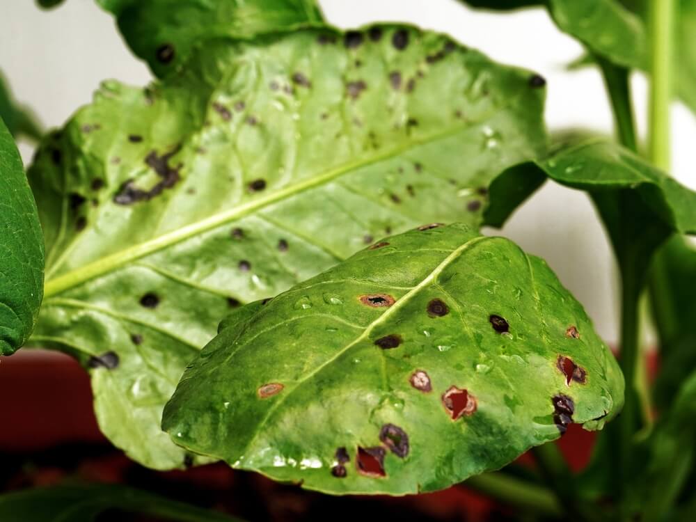 Alternaria: Symptoms and damage in spinach and similar plants