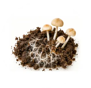 Hongos del suelo