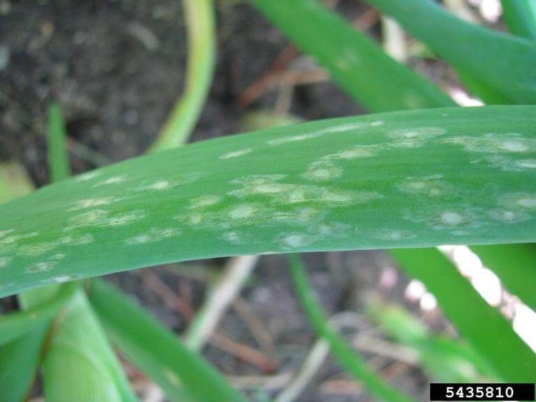 Pudrición gris en cebolla | idMicrobe