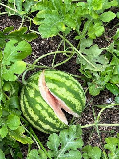 Fruit affected by water stress with symptoms of dehydration and cracking