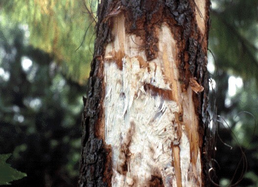 Pourriture des racines des figues : comment la reconnaître et la traiter efficacement