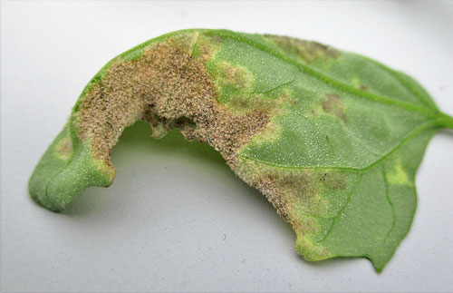 Mildiu en quinoa | idMicrobe