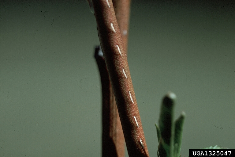 Torito: Sintomas e danos em pomóideas