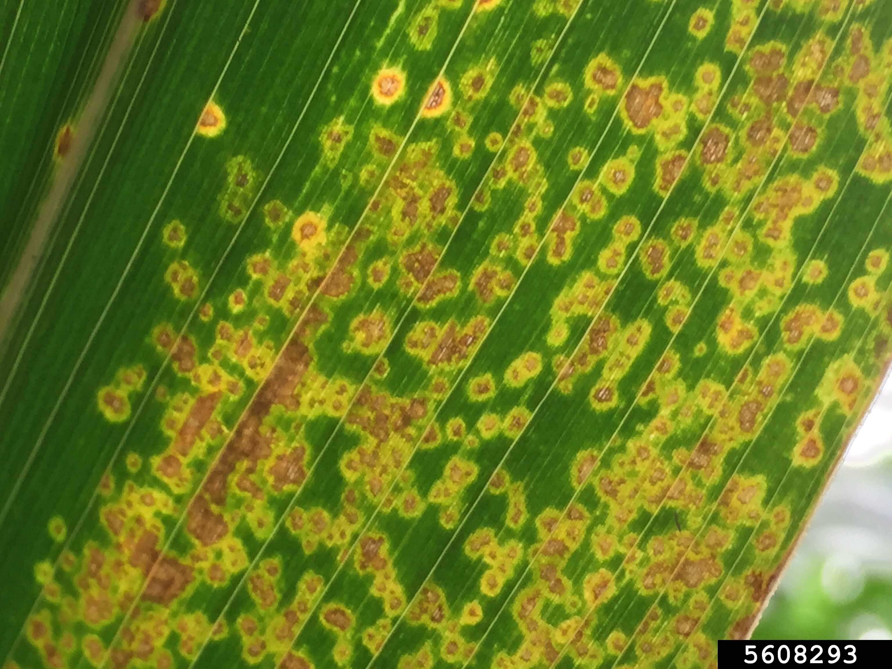 Corn eyespot | idMicrobe