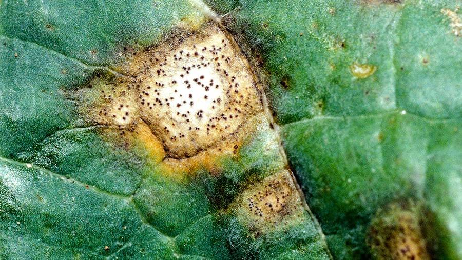 How to recognize and combat black leaf spot on figs