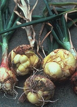 Nematodos de hoja y bulbo en cebolla | idMicrobe