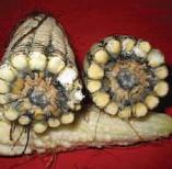 Daños causados por Pudrición gris de la mazorca en Maíz