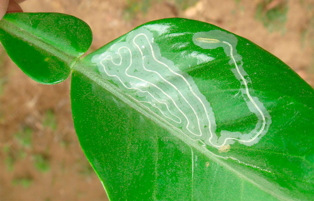 Mineuses des feuilles dans les jardins décoratifs et/ou les plantes d'intérieur : comment les reconnaître et les traiter efficacement