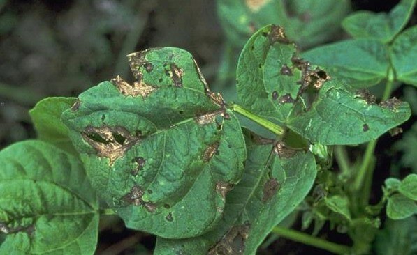 Phomosis: what it is, how it originates, and how to eliminate it effectively