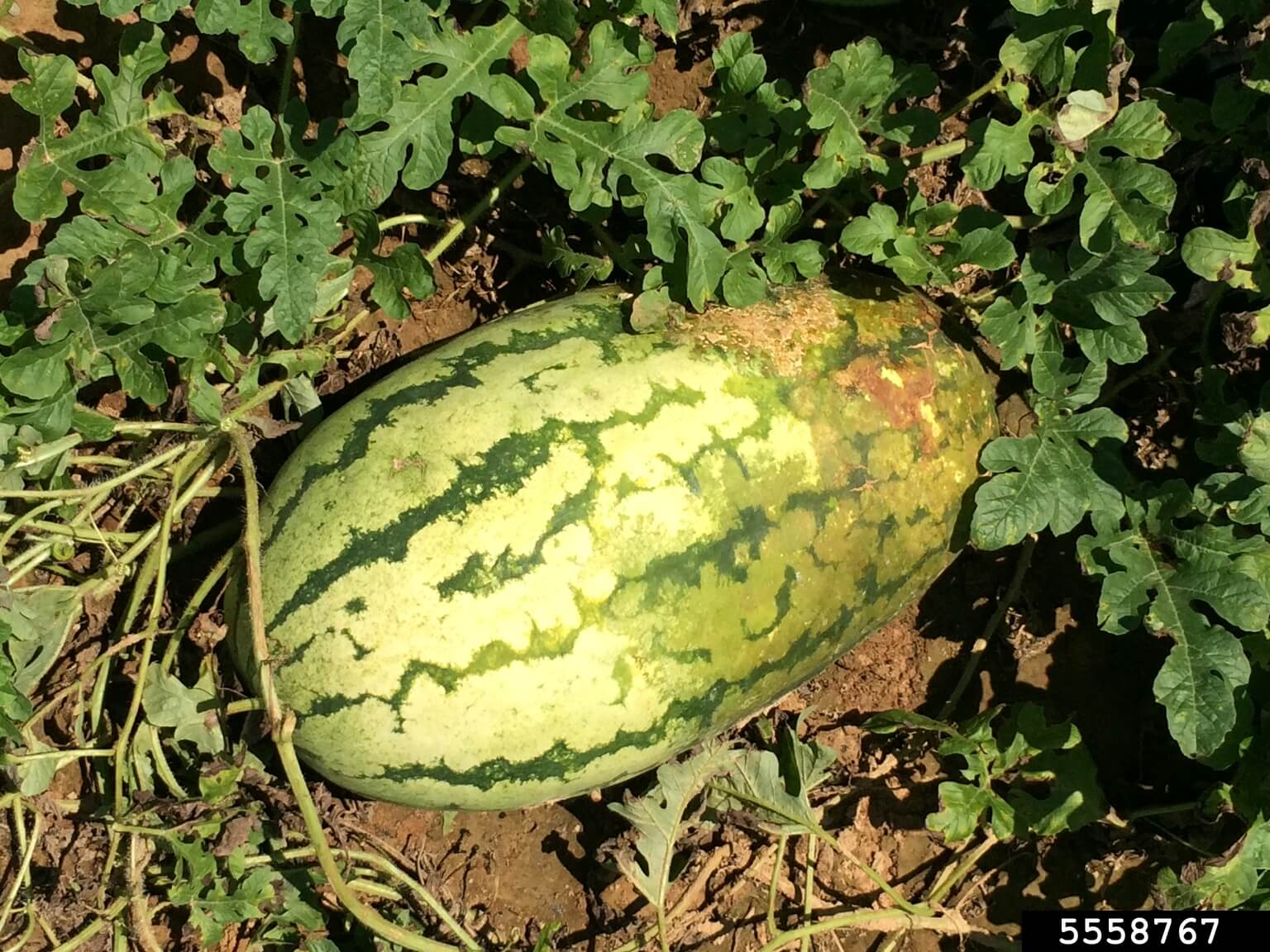 Damage caused by bacterial spot on pumpkin