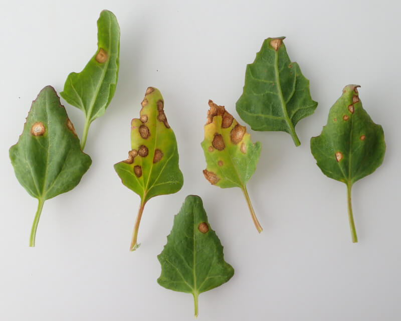 Como reconhecer e combater a mancha foliar na quinoa