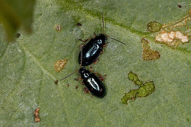 Altise de la bette à carde : symptômes et dégâts sur la bette à carde