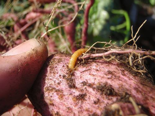 Wireworm: Symptoms and Damage in Sugar Beet