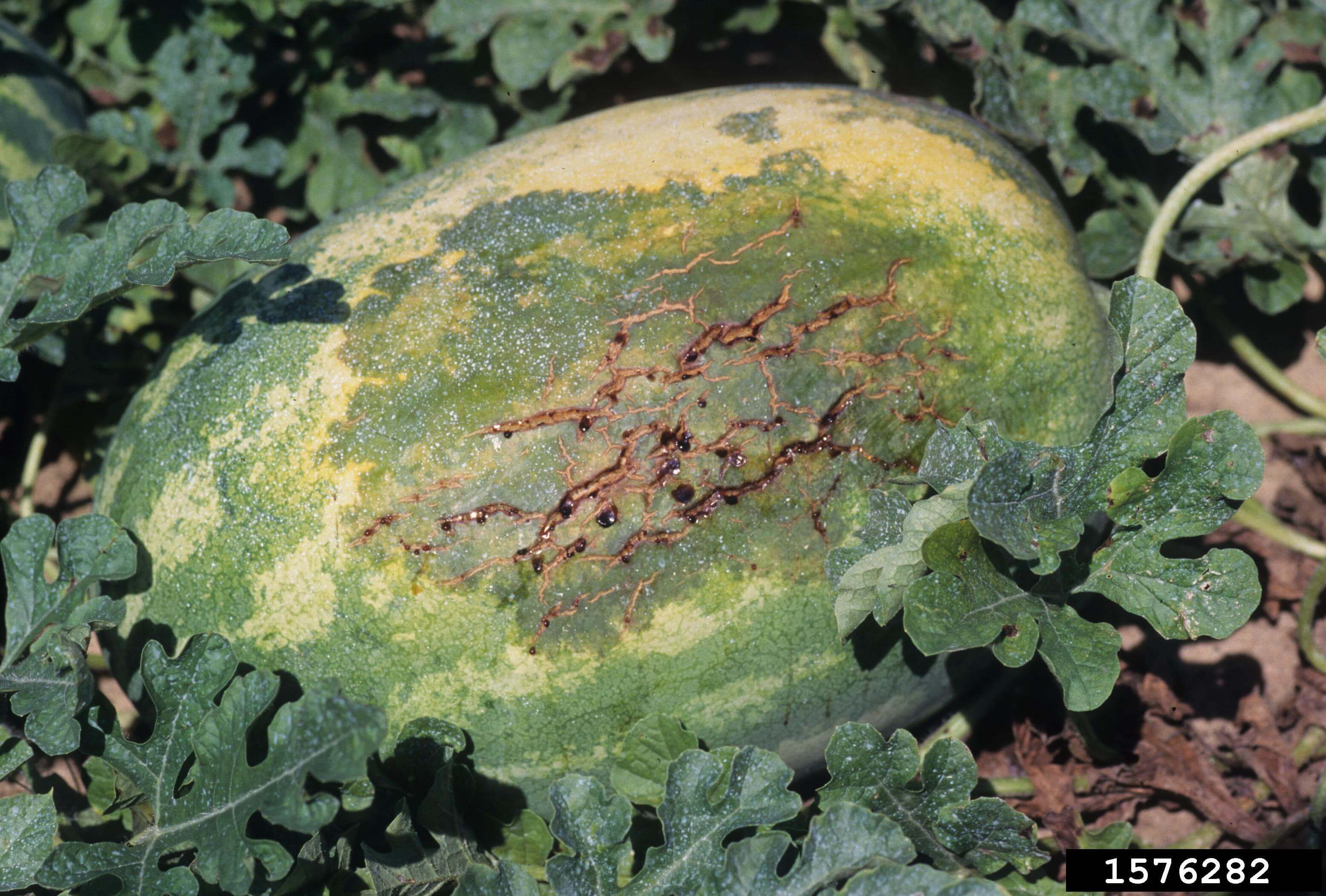 Mancha bacteriana dos frutos ou murcha bacteriana da casca comestível das cucurbitáceas: como reconhecer e tratar eficazmente