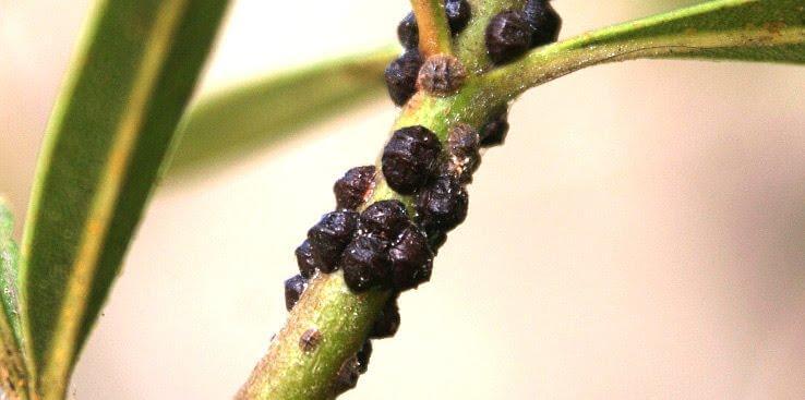 Cochinilla del tizne o caparreta negra en olivo | idMicrobe