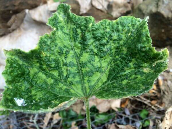 Vírus da mancha anelar do mamão ou vírus do mosaico da melancia na abóbora: como reconhecê-lo e tratá-lo de forma eficaz