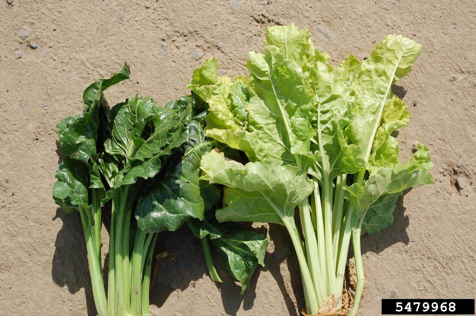 Rhizomanie de la betterave sucrière : comment la reconnaître et la traiter efficacement