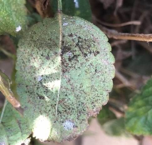 Aleurode sur radis : comment la reconnaître et la traiter efficacement