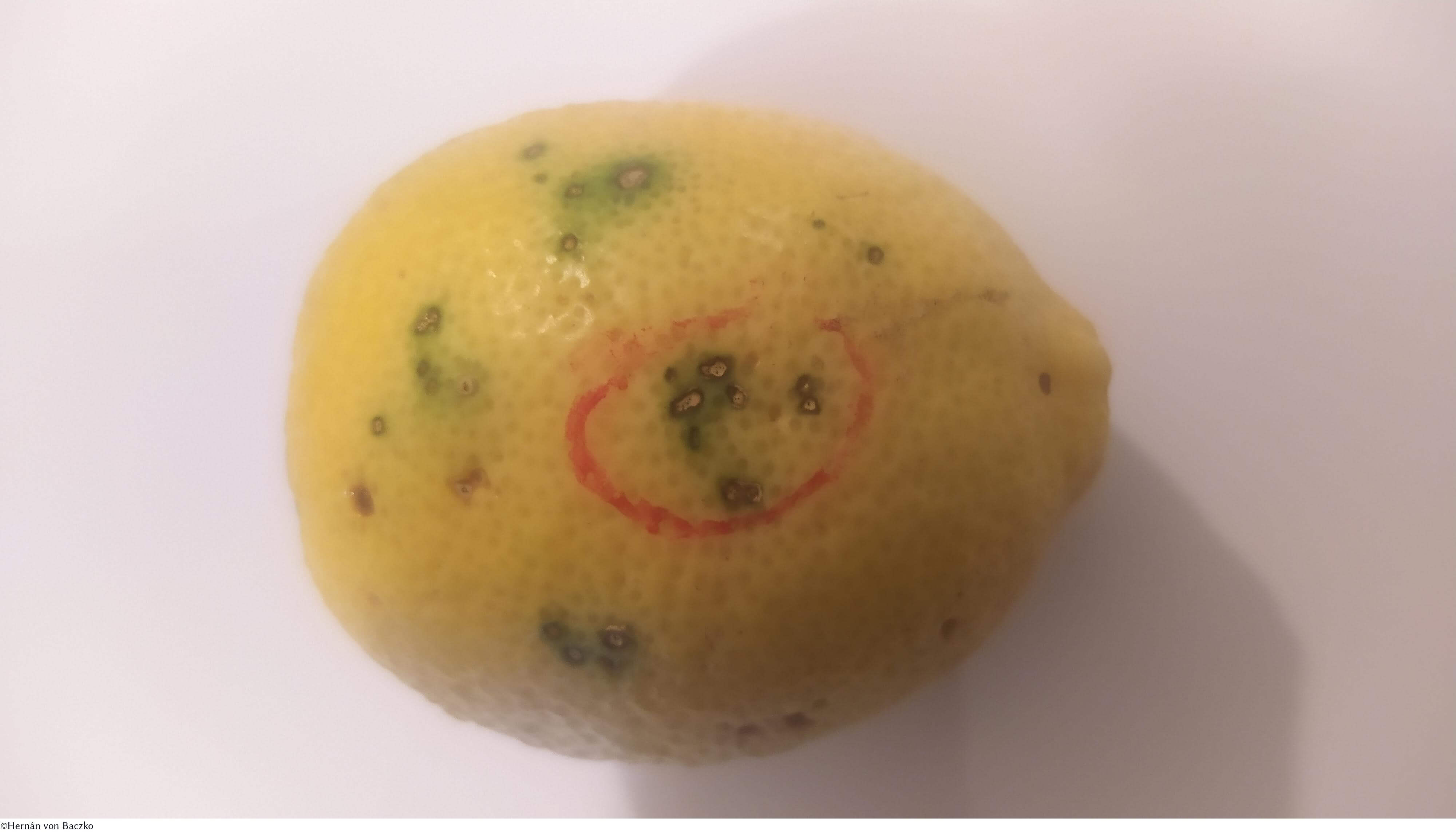 Mancha negra en limonero | idMicrobe