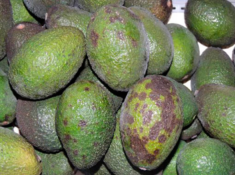 Danos causados pela antracnose no abacate