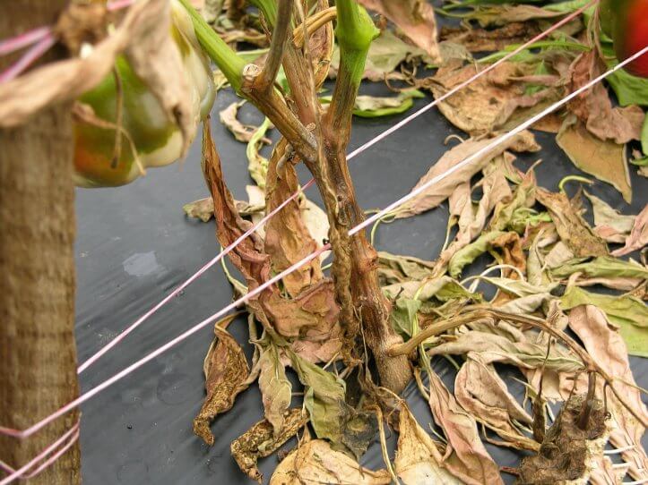 Tristeza o seca del pimiento: Síntomas y daños en Pimiento