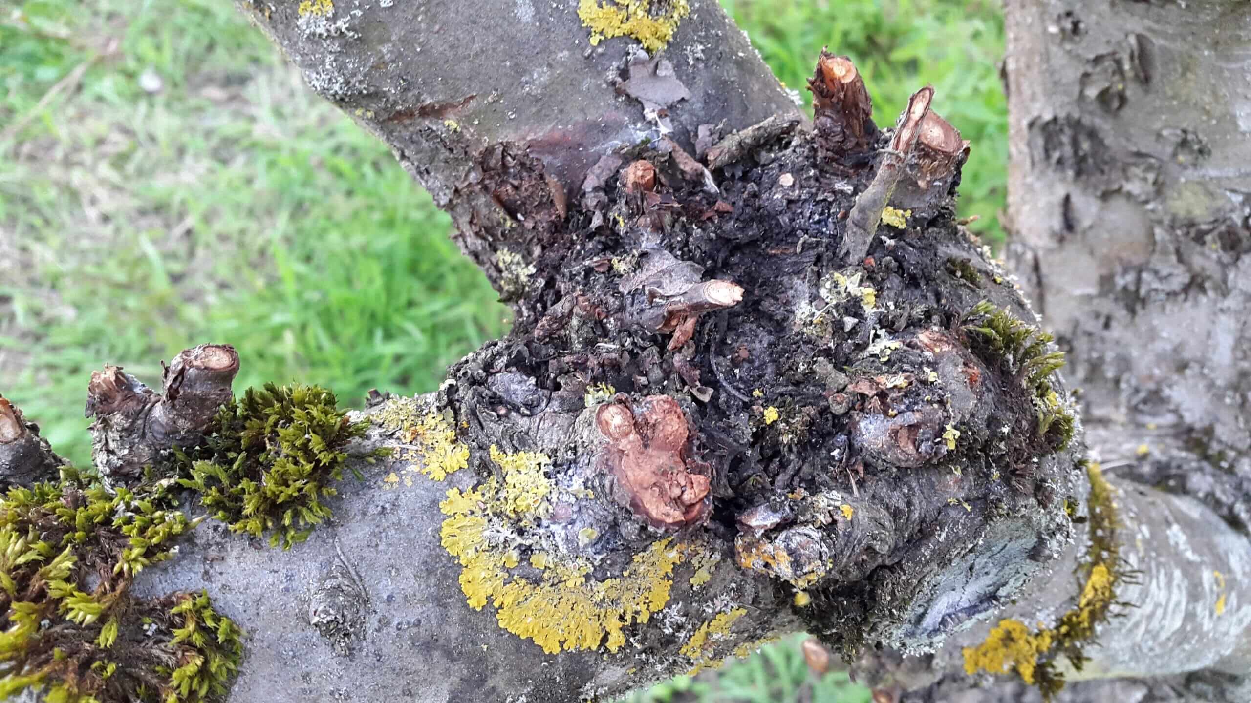 Chancre des arbres fruitiers à pépins : comment le reconnaître et le traiter efficacement