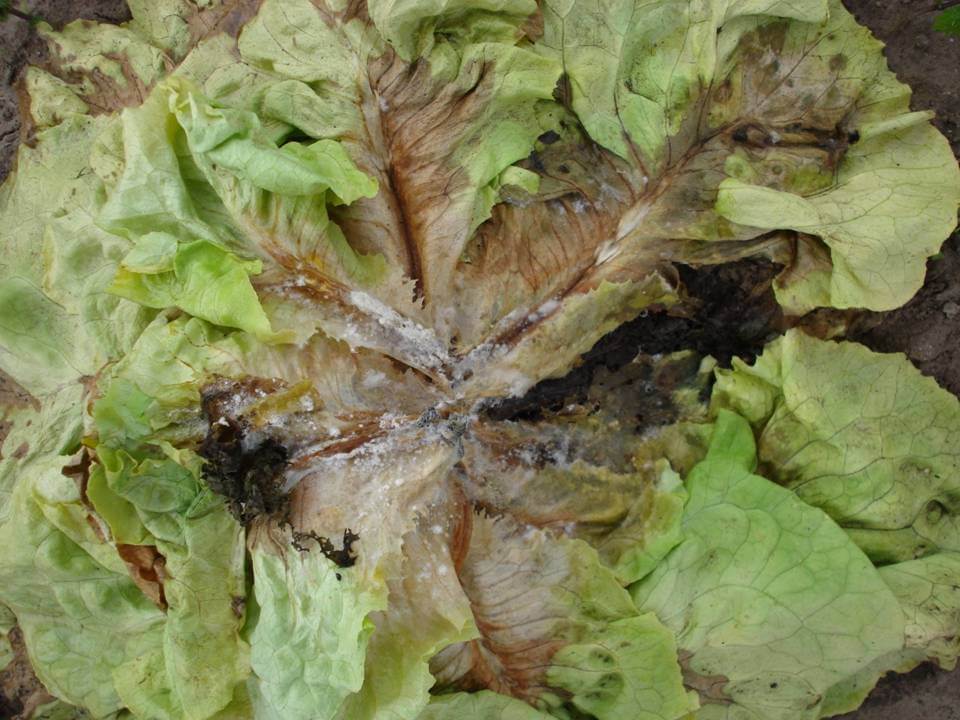 Cómo reconocer y combatir podredumbre blanca en lechuga