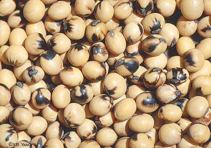 Virus del mosaico común de la soja | idMicrobe