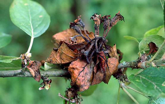 Symptoms, treatments, and recommendations for treating monilia, brown rot, or brown rot