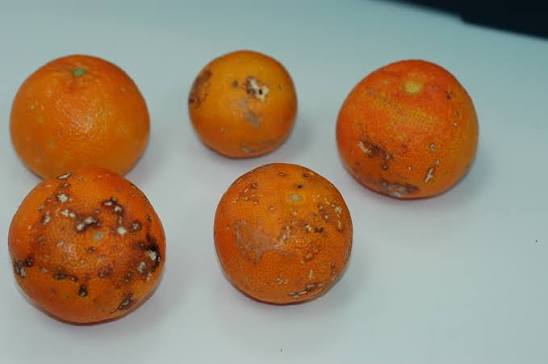 Fruto dañado por caracoles y babosas con mordeduras y zonas erosionadas