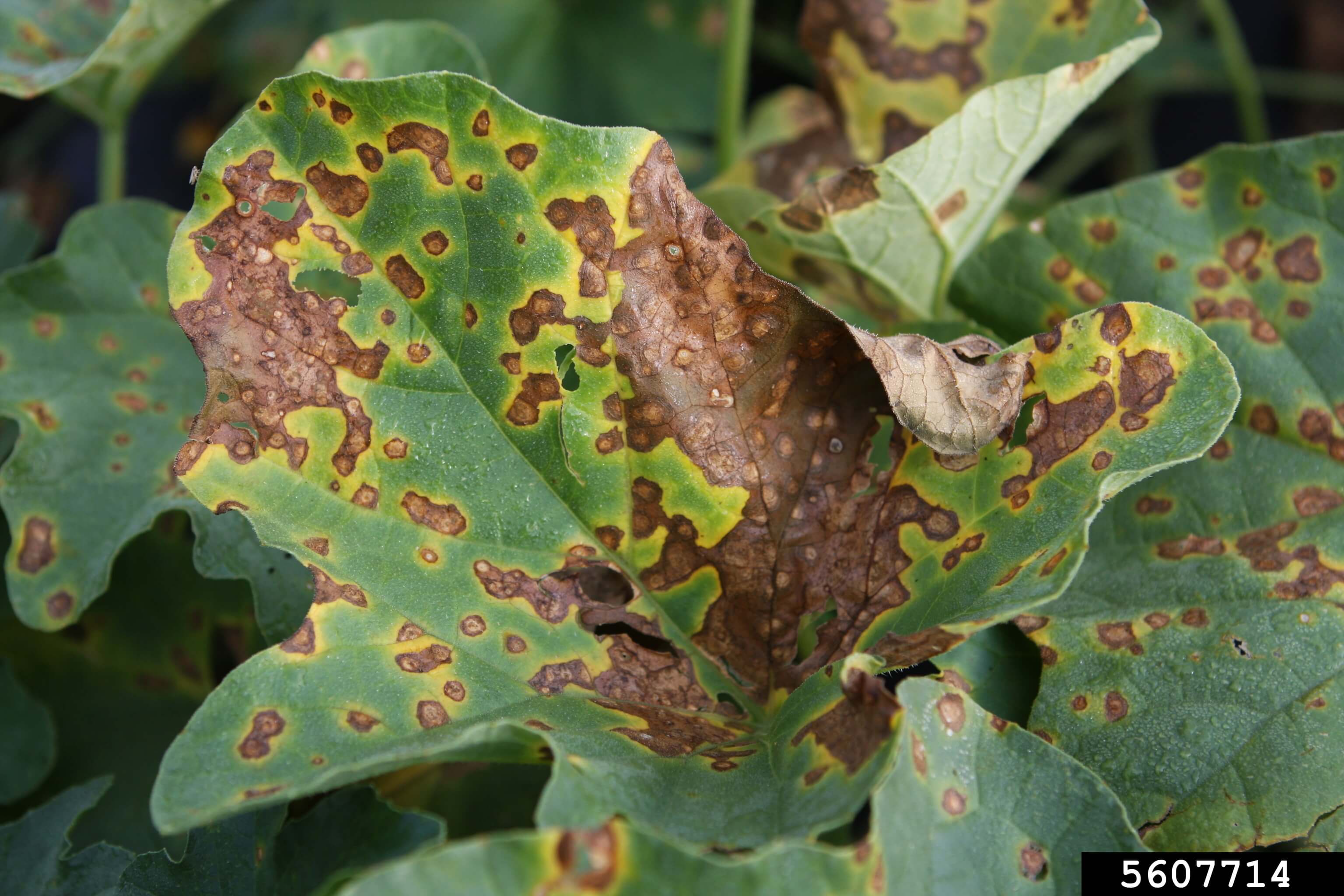Daños causados por Tizón de la hoja o mancha foliar en Calabaza