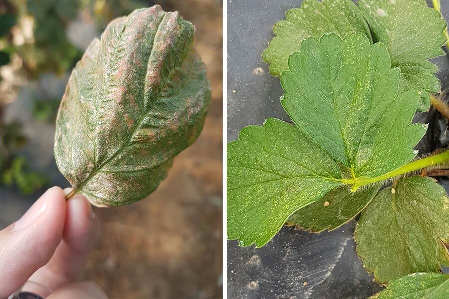 Araña roja en Fresa: Cómo se reconoce y se trata eficazmente