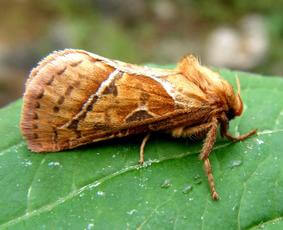 Dégâts causés par le foreur des tiges sur les mûres
