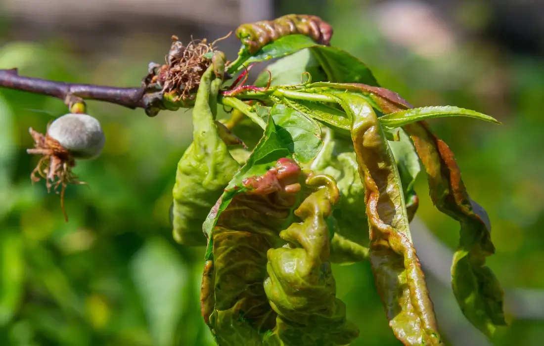 Dommages causés par les bosses sur les pêches ou les nectarines