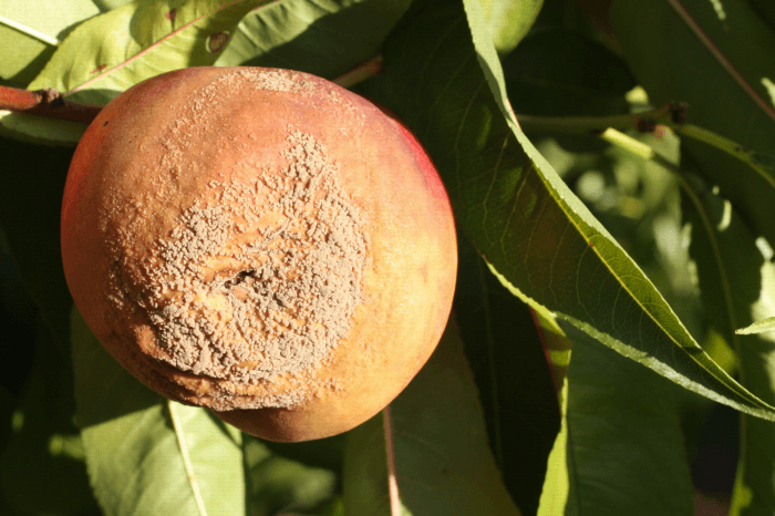 Damage caused by Monilinia or brown rot in peaches or nectarines