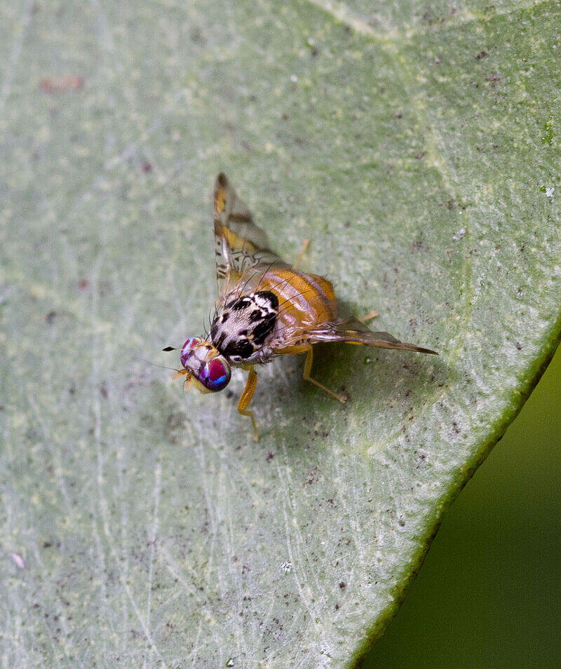 Cómo reconocer y combatir ceratitis o la mosca de la fruta en berries