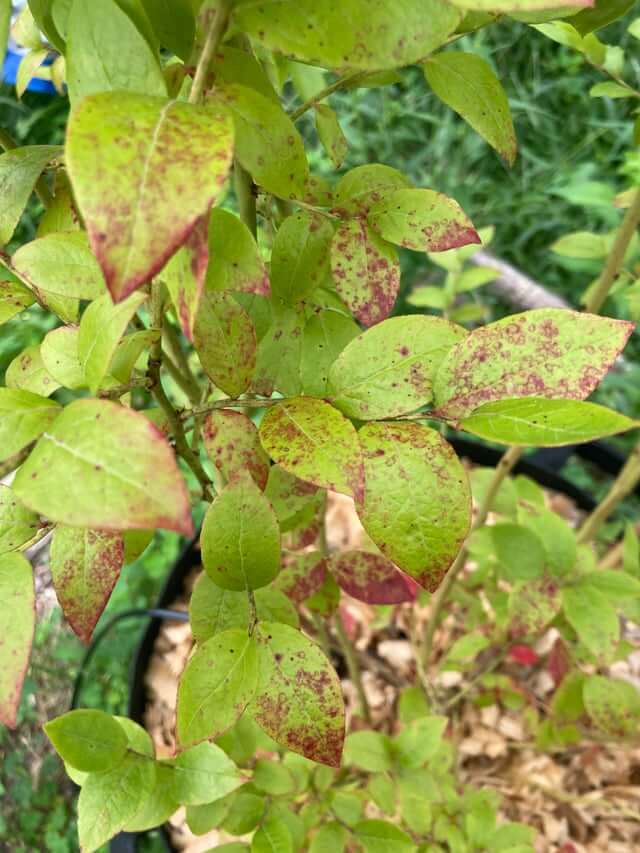 Alternaria: Sintomas e Danos em Mirtilos