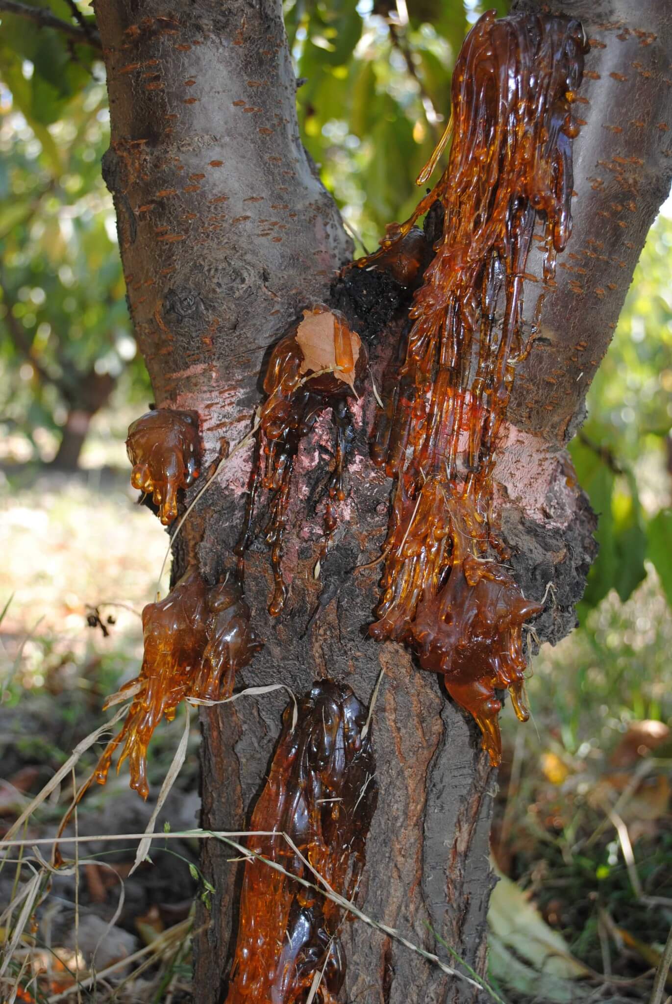 Damage caused by bacterial canker in cherry trees