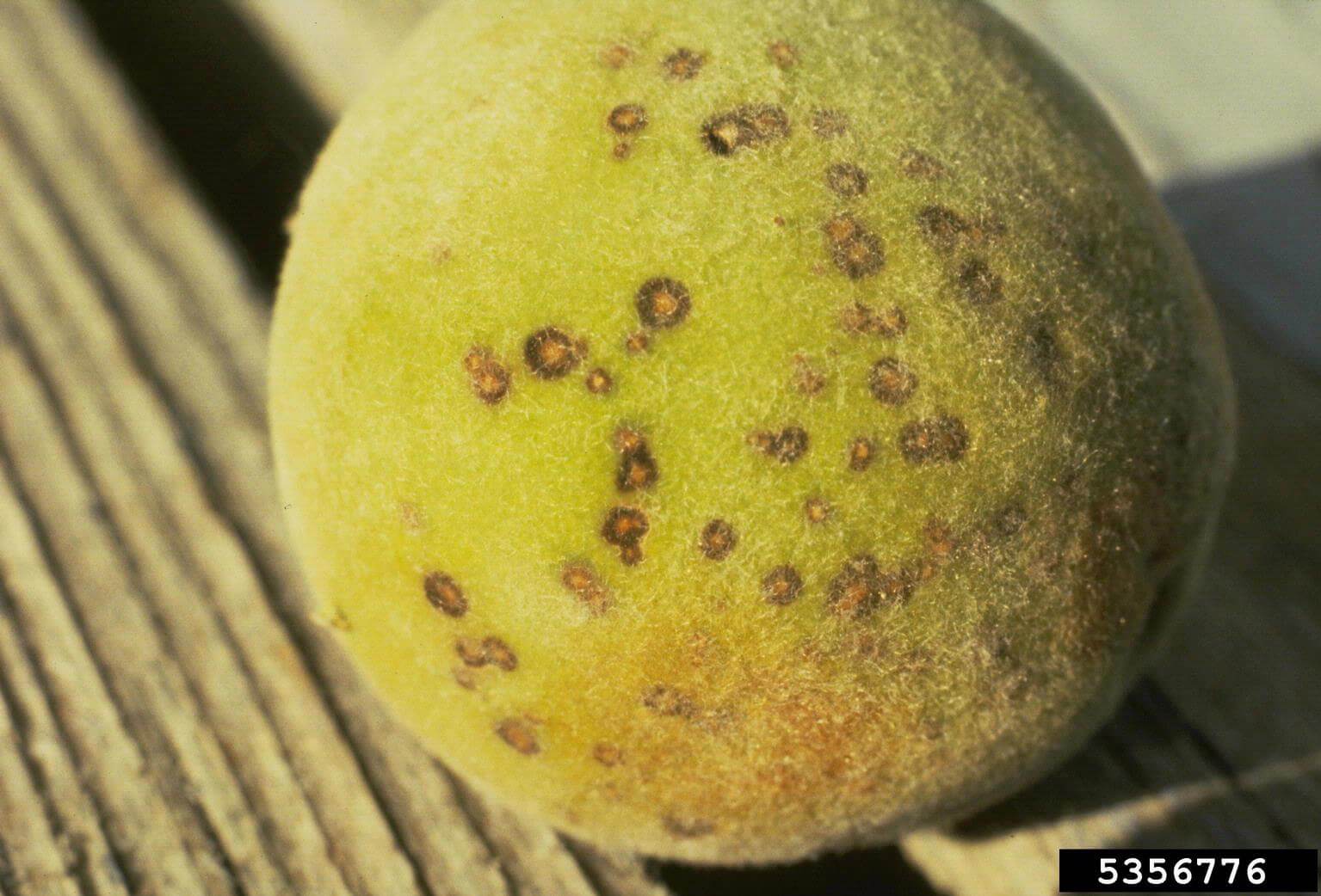 Cribado: Síntomas y daños en Melocotón, durazno o nectarina