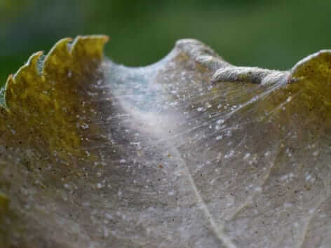 Dégâts causés par les tétranyques rouges sur les betteraves de table
