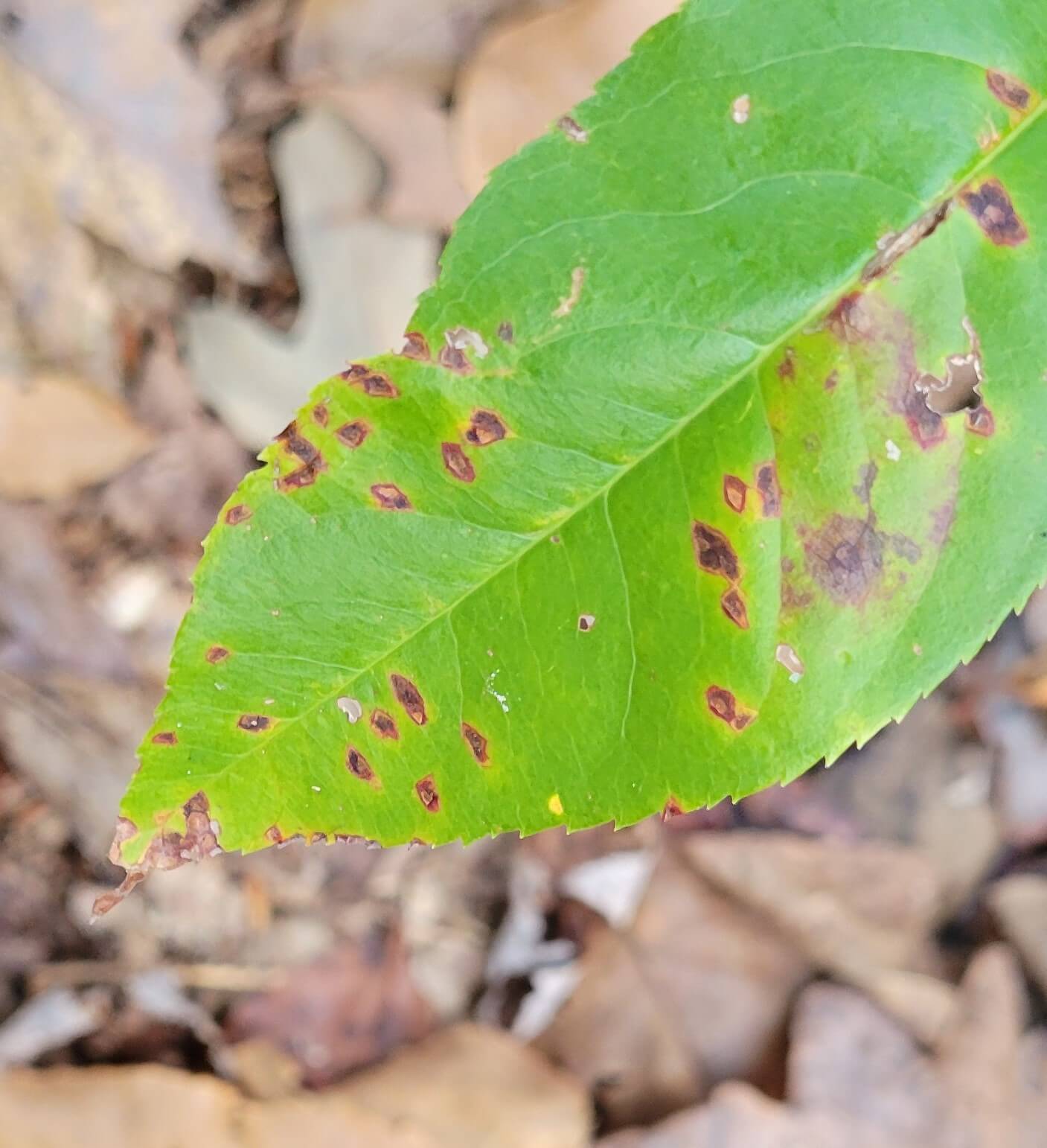 Mancha De La Hoja De Cerezo: Síntomas y daños en Cerezo