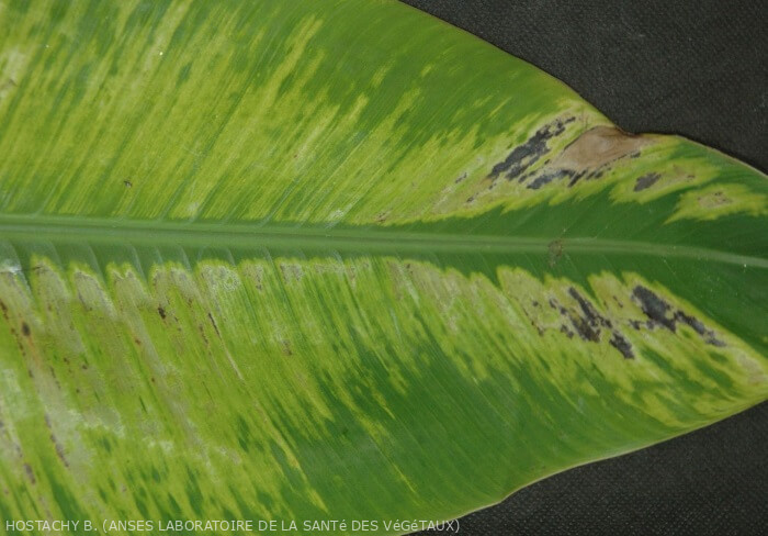 Virus de la striure nécrotique du bananier (BSV) dans les bananeraies : comment le reconnaître et le traiter efficacement