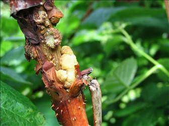 Galha da coroa: o que é, como se origina e como eliminá-la de forma eficaz