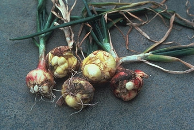 Stem and Bulb Nematode in Garlic | idMicrobe