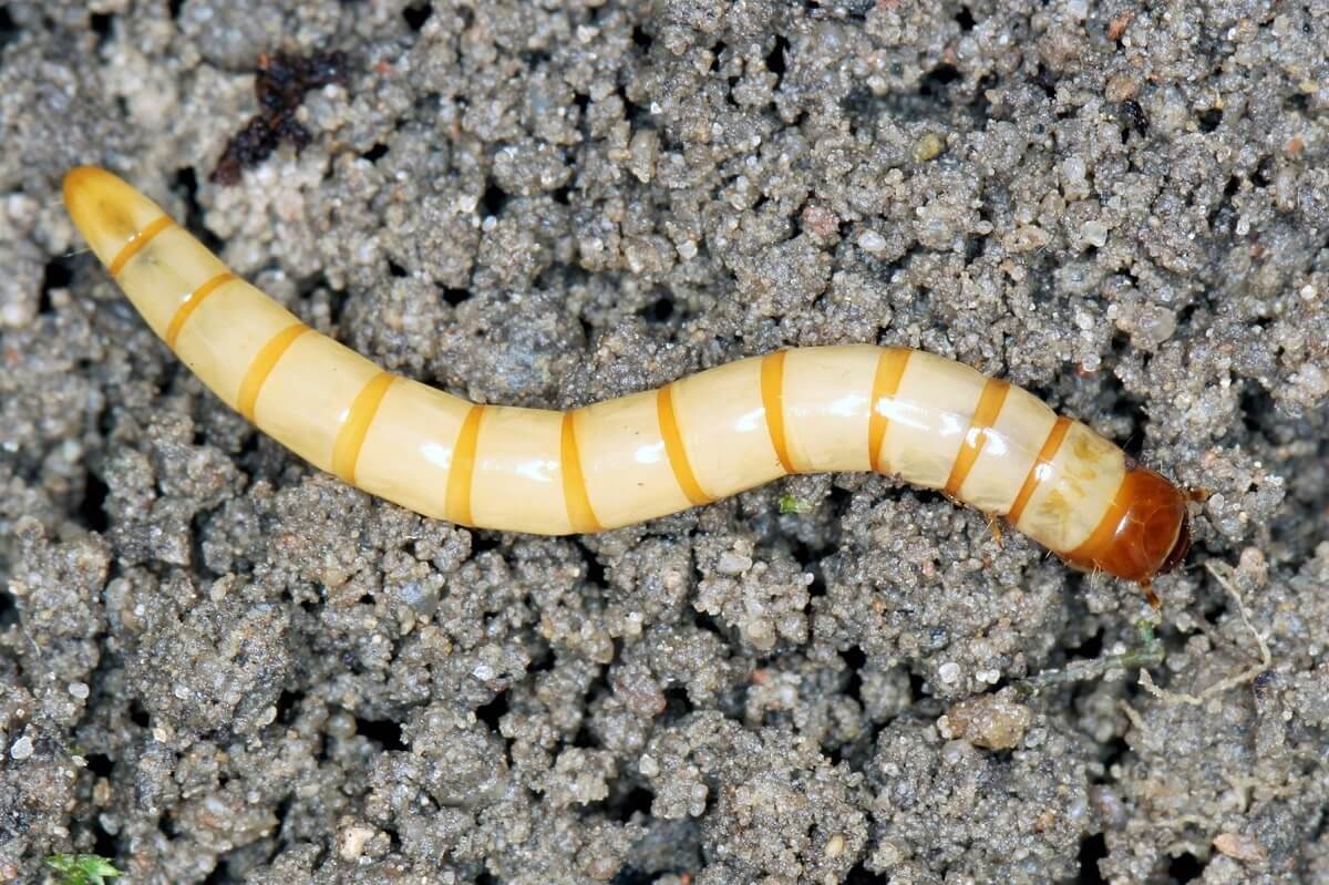 Verme-arame: sintomas e danos em batatas