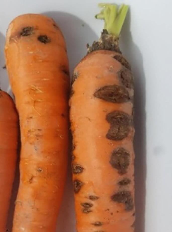Daños causados por Pudrición o Fusariosis en Zanahoria